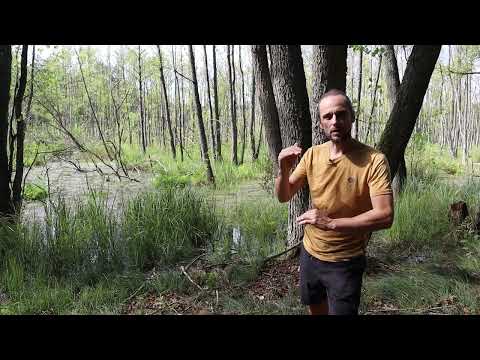 Visit to the swamps EcoLogic