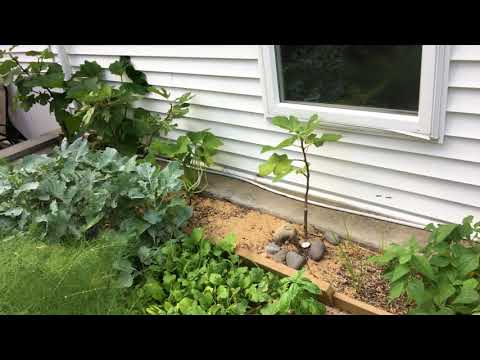 Nachahmung eines Wüstenklimas in Pennsylvania