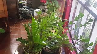 Institute Harmony, Luck, and Prosperity in Your Office Through Feng Shui