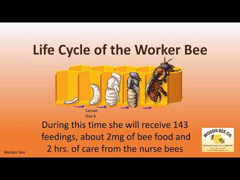 Life Cycle of the Worker Bee