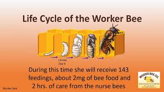 Life Cycle of the Worker Bee