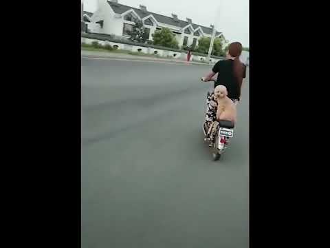 funniest animal videos of 2022 - funny golden retriever dogs and cutest golden puppies  V.18500 #fu