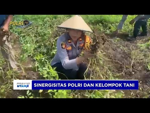 DUKUNG KETAHANAN PANGAN NASIONAL, POLSEK SAHU PANEN KACANG TANAH BERSAMA KELOMPOK TANI UNDURNEME