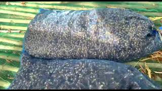 Farm Grasshopper techniques Skill Part 02