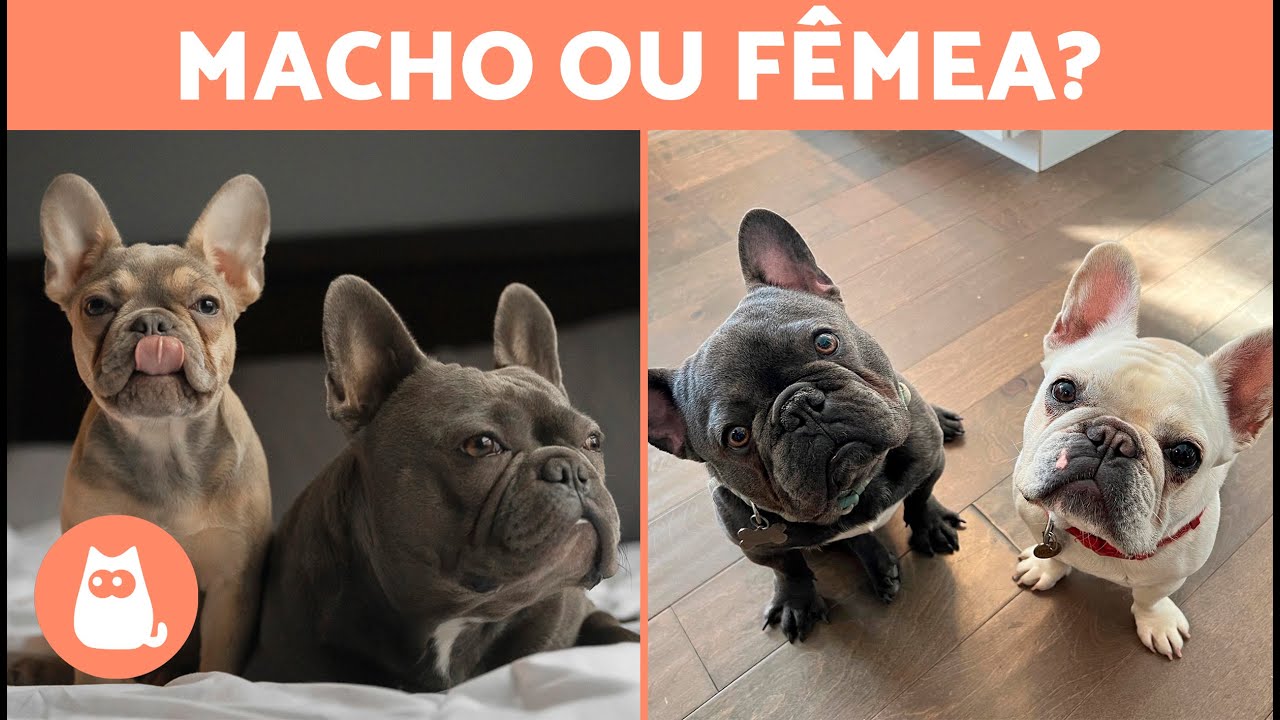 Diferenças entre BULDOG FRANCÊS macho e fêmea 🐕🐾 Qual escolher?