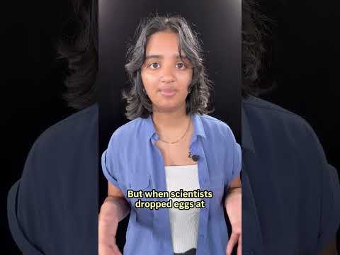 Eggs are less likely to crack when dropped on their side