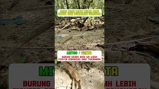 Download lagu pikat burung murai batu #burung #mangkicauoffecial #birds #masteranjernih #kicaumania #bird #kicau mp3 Download lagu pikat burung murai batu #burung #mangkicauoffecial #birds #masteranjernih #kicaumania #bird #kicau mp3