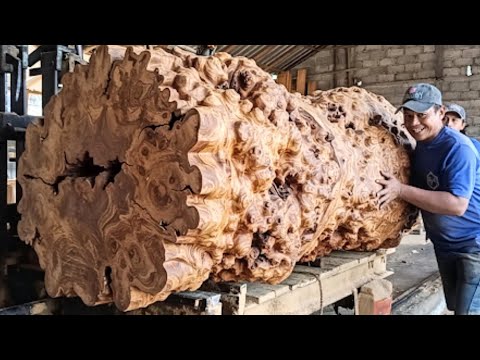 Shocking! Discovery of huge wood of very high value
