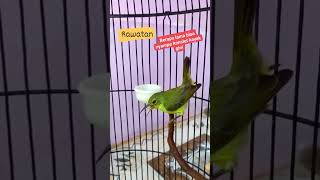 Download lagu Korlap betina konslet|| gacor#korlapabrtina #manggar #kolibri #kicaumania #bird  #masteranburung mp3 Download lagu Korlap betina konslet|| gacor#korlapabrtina #manggar #kolibri #kicaumania #bird  #masteranburung mp3