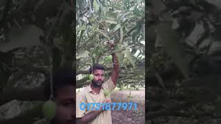 Download lagu #01751877971 #love #fruit #mango #rajshahi #construction #automobile #family #live #hijab #food #is mp3