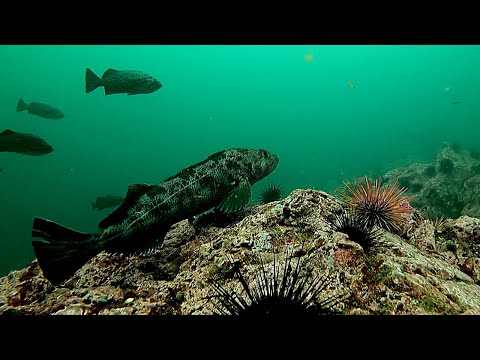 This is British Columbia (Spearfishing Vancouver Island)