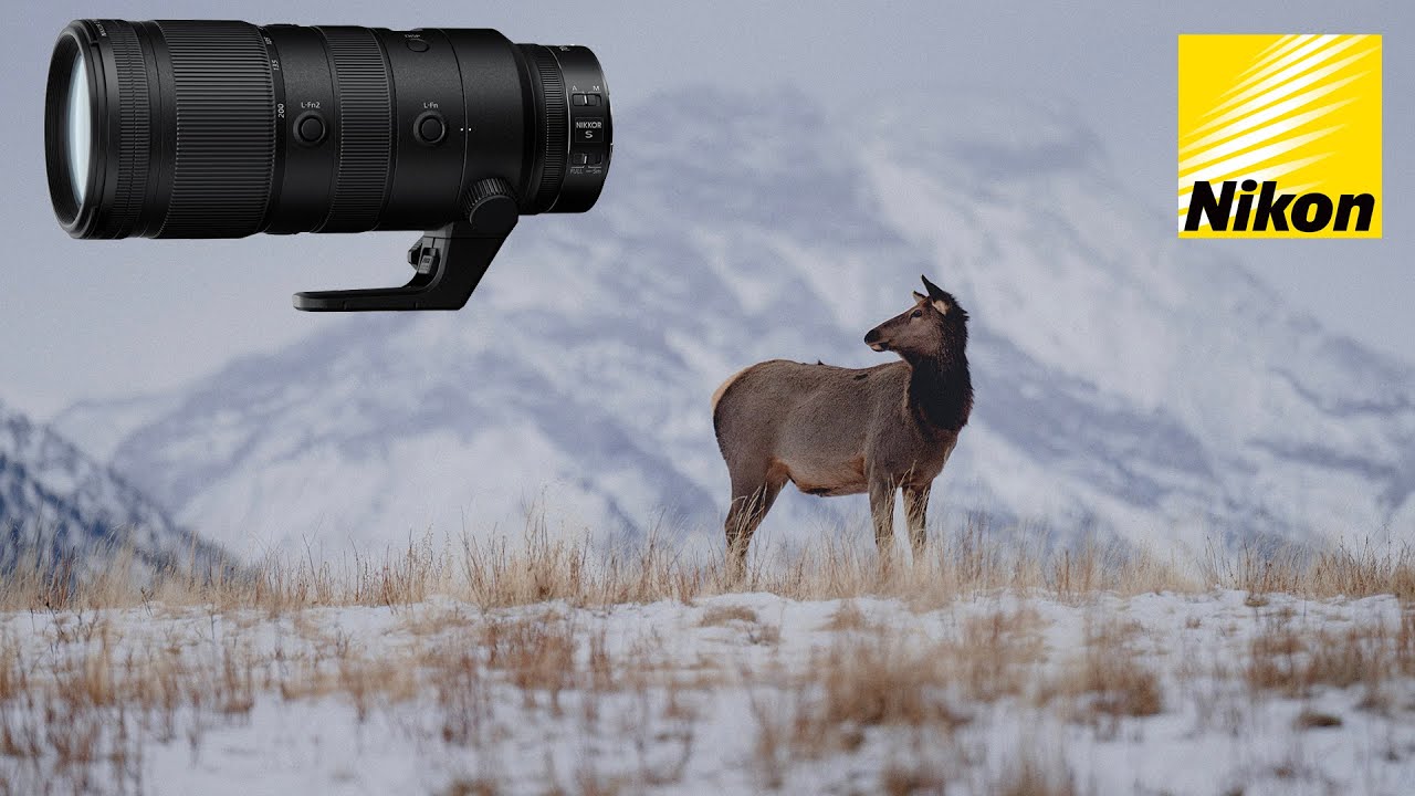 Nikon NIKKOR Z 70-200mm F2.8 VR S Review | Sample Photos and Videos