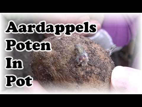 , title : 'De Moestuin: # 106 Aardappels Poten In Pot'