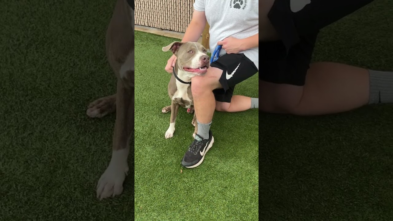 Enlarge Meet PETER - friendly young boy looking for a forever home - PLEASE READ, a ADOPTABLE American Staffordshire Terrier in Clifton, NJ video 2/5