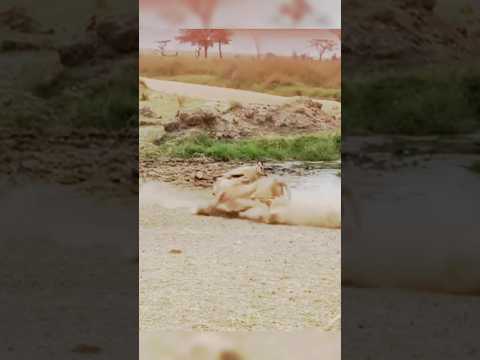 Ankle breaks 🔥 #animals #edit #viral