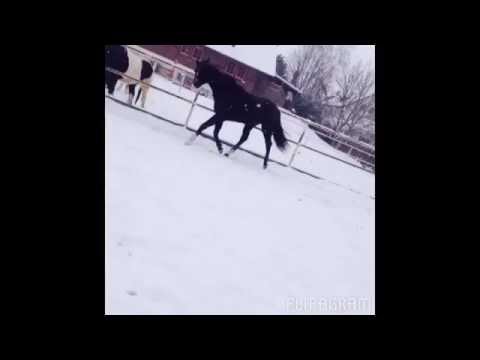 Sayler,Nachkommen von Stolzenberger und Silvia