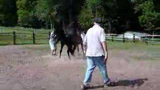 Breeding The Arabian Mare w/a Black Stallion