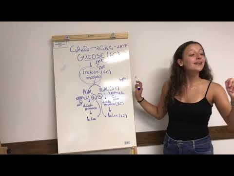 Cerveja de Garrafa - Paródia Fermentação Láctica