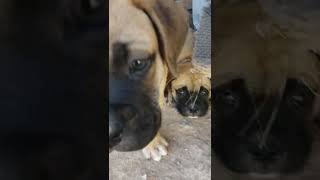 Bullmastiff Puppies Videos