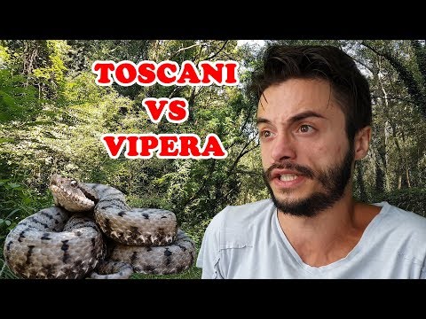 TOSCANI VS VIPERA