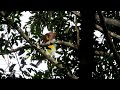 Courtship Display Lesser Bird of Paradise