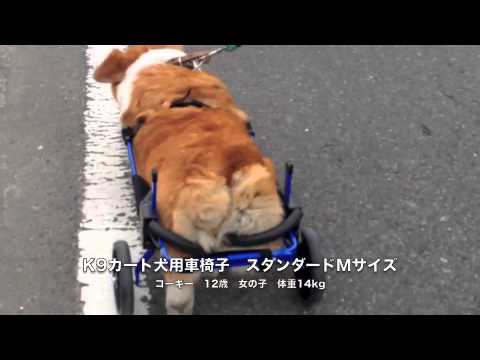 犬用車椅子と犬の介護用品　わんケア　コーギーのアクビちゃん