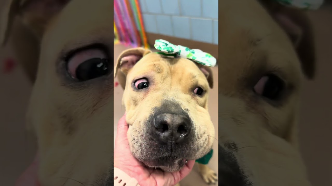 Caelan, a ADOPTABLE Pit Bull Terrier in Chicago, IL video 5/5