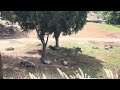 Zebra Wildebeests At San Diego Zoo Safari Park