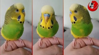 Yakking Budgie, Ending with a Funny Phrase