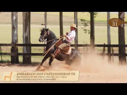LOTE 31 - Embaraço dos Castanheiros TE