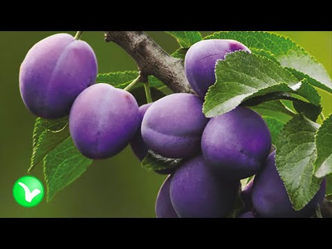 Вся правда о сливах. Слива - польза и вред для здоровья.