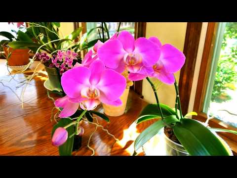 June orchid blooms and tour!