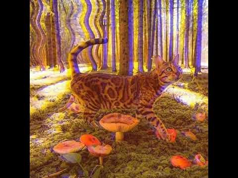 Pølaroit - Pure (Unreleased) Stil vor Talent