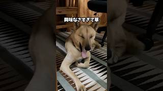 家でトイレ教えた結果こうなった犬w