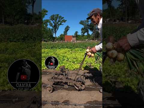 Yo trabajo como en 1900 / Napenay - Chaco