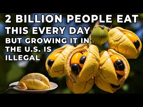 2 Billion People Eat This Every Day—But Growing It in the U.S. Is Illegal