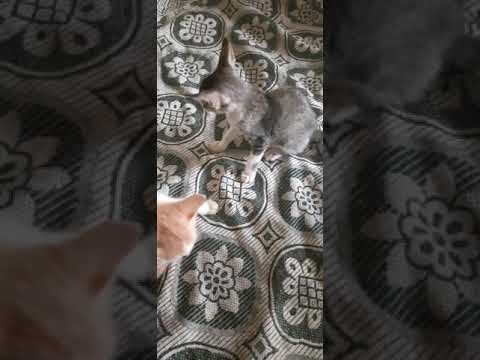 cat fight | Tejashri jadhav | video #1