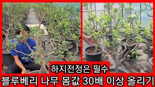 블루베리를 조경수로 하지전정 하여 몸값 30배 올리기 블루베리 키우기 가지치기,전지 정원수,관상수, 블루베리…
