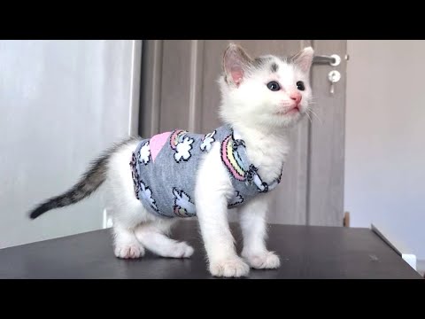 Cat clothes from socks! PushPaws