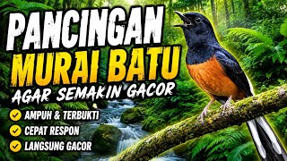Download lagu 🌿 Therapy Air Mengalir Untuk Burung Murai Batu Agar Cepat Gacor Nyaut Bunyi, Suara Alam Hutan Tropis mp3