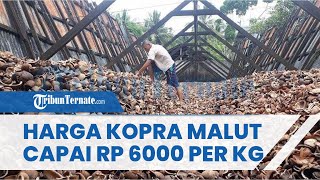 Terbaru, Harga Kopra Maluku Utara di Halmahera Selatan Naik Jadi Rp 6 Ribu per Kilogram