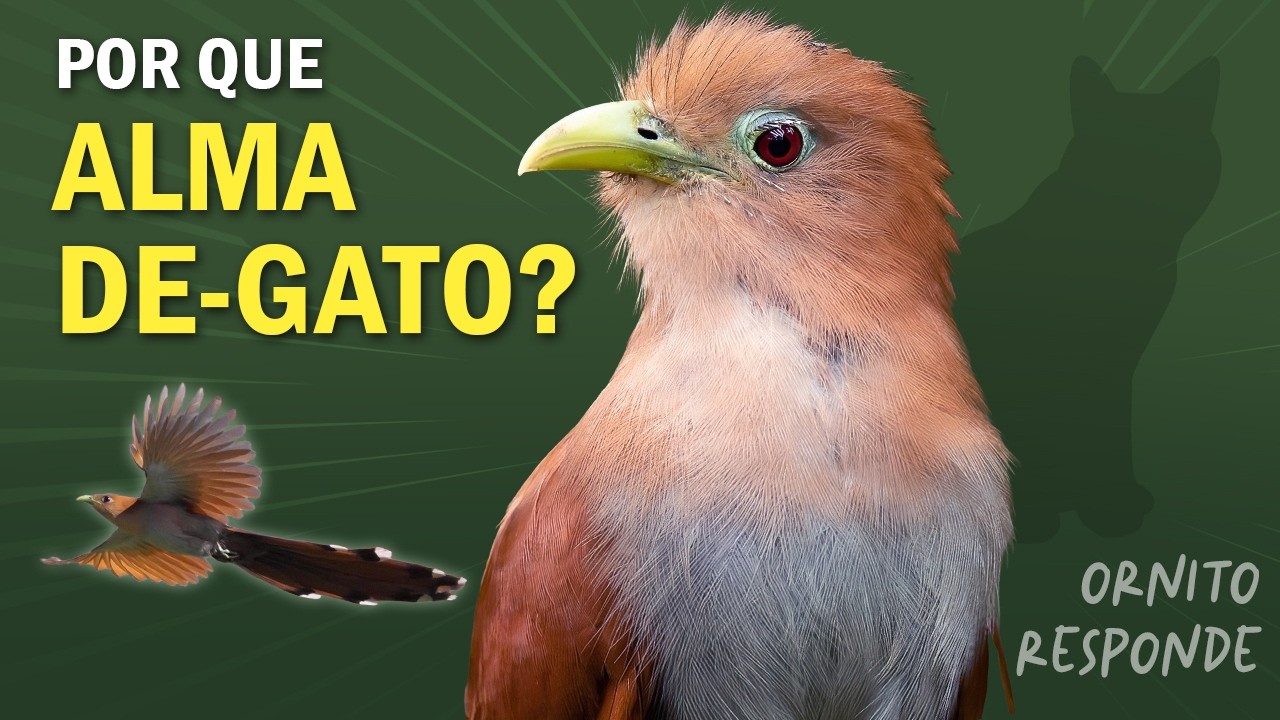 Por que o nome ALMA-DE-GATO? Ornitólogo Responde 54