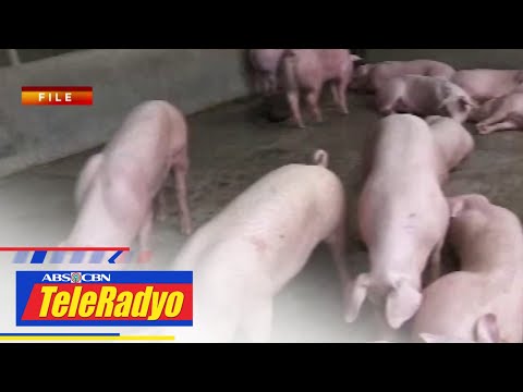 Antique LGU: 1k baboy pinatay dahil sa hinihinalang African swine fever Headline Pilipinas