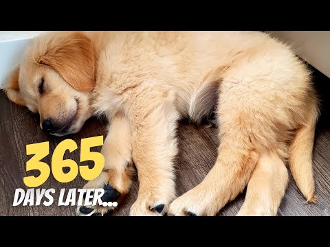 1 year in 10 Minutes | First Year With Golden Retriever