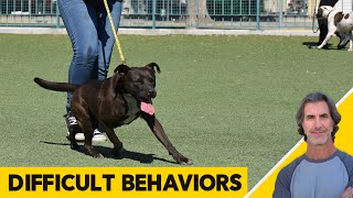 Training Dogs with Difficult Behaviors - Dog Destroys Furniture, Lunging & Jumping at People