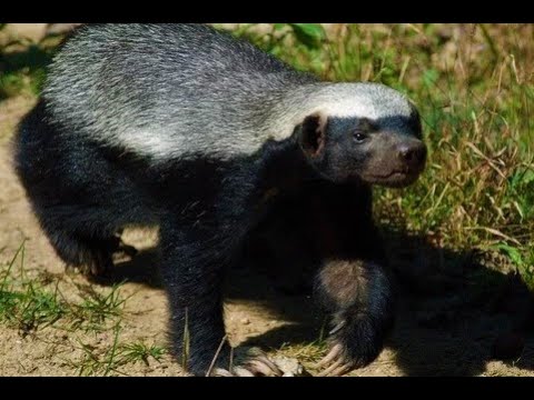 Honey Badger as a Totem: Personality Characteristics and Life-Path Challenges