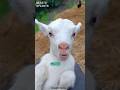Cute Lamb Facts #shorts