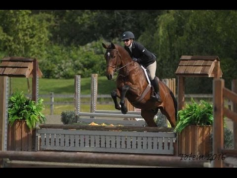 Cormorant (Cormint x Alexis Z) 2012 Holsteiner Young Hunter Development