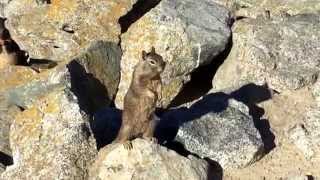 preview picture of video 'Feeding Squirrles at Bird Rock'