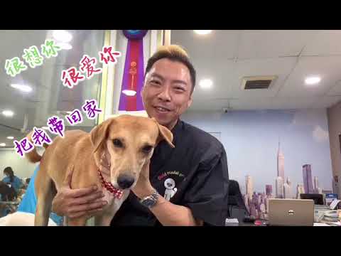 如何选择一只普通狗，小菜狗